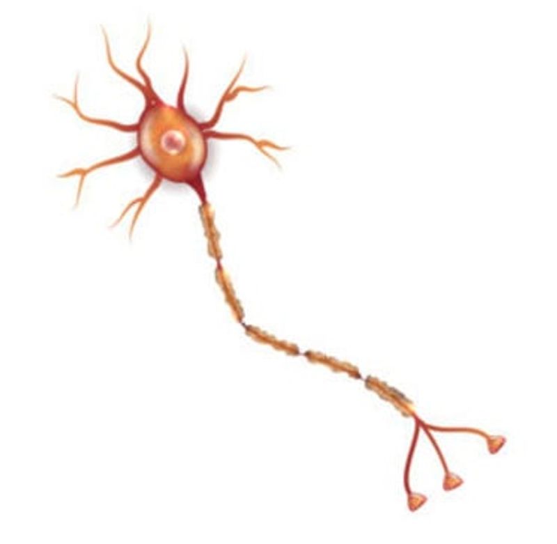 Small Fiber Neuropathy