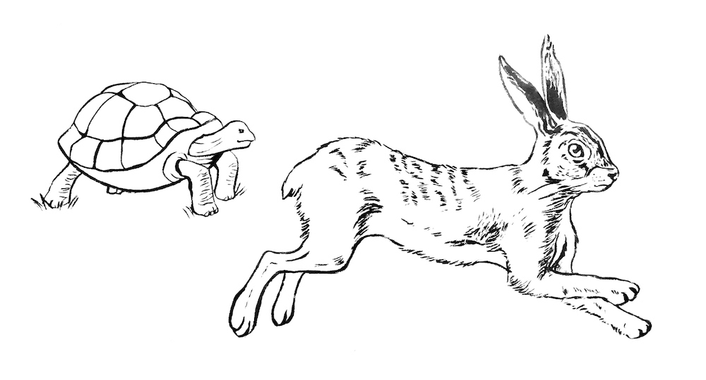 tortoise and hare